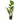 Anubias hastifolia, live aquarium plant