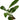 Anubias congensis, live aquarium plant