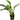 Anubias congensis, live aquarium plant