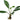 Anubias congensis, live aquarium plant