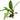 Anubias lanceolata, live aquarium plant