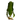 Aponogeton boivinianus - AQ022