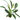 Anubias afzeli - AQ523