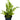 Bolbitis heudelotii, African water fern, live aquarium fern