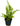 Bolbitis heudelotii, African water fern, live aquarium fern