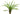 Cryptocoryne balansae, live aquarium plant