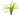 Cryptocoryne balansae, live aquarium plant