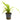 Cryptocoryne balansae, live aquarium plant