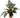 Cryptocoryne wendtii 'Mi Oya', live aquarium plant