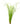 Cyperus helferi, live aquarium plant