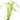 Cyperus alternifolius, umbrella plant, marginal pond plant