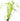 Cyperus alternifolius, umbrella plant, marginal pond plant