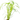 Cyperus alternifolius - AQ347