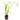 Cyperus alternifolius, umbrella plant, marginal pond plant