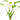 Echinodorus argentinensis, live aquarium plant