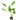 Echinodorus cordifolius 'Tropica Marble Queen', radicans sword, live aquarium plant