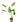 Echinodorus cordifolius 'Tropica Marble Queen', radicans sword, live aquarium plant