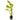 Echinodorus cordifolius 'Tropica Marble Queen', radicans sword, live aquarium plant