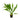 Echinodorus parviflorus 'Tropica', black amazon sword, live aquarium plant