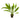Echinodorus parviflorus 'Tropica', black amazon sword, live aquarium plant