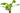 Echinodorus 'Ozelot', Amazon sword, live aquarium plant