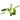 Echinodorus 'Ozelot', Amazon sword, live aquarium plant