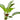 Echinodorus osiris, melon sword, live aquarium plant