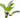 Echinodorus osiris, melon sword, live aquarium plant