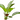 Echinodorus osiris - AQ321