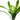 Echinodorus amazonicus, Amazon sword, live aquarium plant