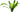 Echinodorus amazonicus, Amazon sword, live aquarium plant