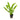 Echinodorus amazonicus, Amazon sword, live aquarium plant