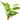 Echinodorus harbich, Amazon sword, live aquarium plant