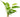 Echinodorus harbich, Amazon sword, live aquarium plant