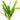 Echinodorus uruguayensis, Amazon sword, live aquarium plant