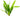Echinodorus uruguayensis, Amazon sword, live aquarium plant