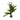 Hygrophila corymbosa var. siamensis, temple plant, live aquarium plant