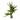 Hygrophila corymbosa var. siamensis, temple plant, live aquarium plant