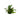 Hygrophila corymbosa var. siamensis, temple plant, live aquarium plant