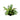 Hygrophila corymbosa var. siamensis, temple plant, live aquarium plant