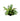 Hygrophila corymbosa var. siamensis, temple plant, live aquarium plant