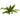 Hygrophila pinnatifida, live aquarium plant
