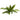 Hygrophila pinnatifida, live aquarium plant