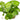 Hydrocotyle verticillata, whorled pennywort, live aquarium plant