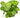 Hydrocotyle verticillata, whorled pennywort, live aquarium plant