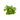 Hydrocotyle verticillata, whorled pennywort, live aquarium plant