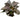 Lagenandra bleeding heart, live aquarium plant