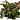 Ludwigia repens 'Super', creeping primrose-willow, live aquarium plant