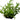 Microsorum pteropus 'Trident', Java fern, live aquarium fern