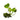Nymphoides aquatica, banana plant, live aquarium plant
